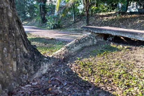 Big overgrown root from tree destroy pavement sidewalk Stock Photos