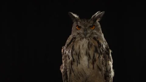 Big owl with grey feathers is looking at the camera Stock Footage 136077621
