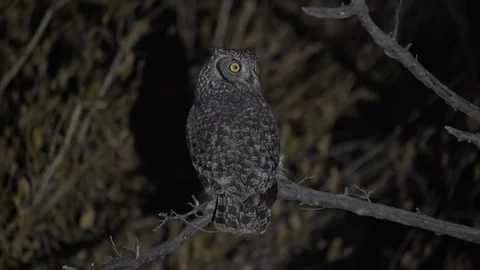 Big owl looking at the camera at night 스톡 동영상 119031014