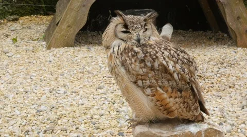Big Owl sitting and looking around Stock Footage 63626154