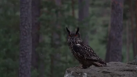 Big owl on the stone in forest. Owl in dark forest. Big Eurasian Eagle Owl, bird Stock Footage 237230259