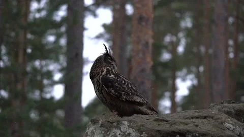 Big owl on the stone in forest. Owl in dark forest. Big Eurasian Eagle Owl, bird Stock Footage 237230692