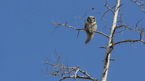 Big owl yells at dry tree and turns his head 180 degrees Video stock 52291966