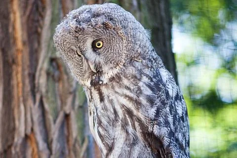 Big owl at the zoo Stock-Fotos