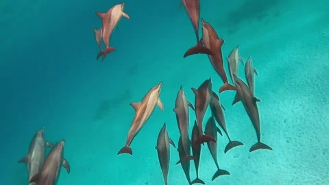 Big pack of free wild dolphins swimming in the sea Stock Footage 159796740