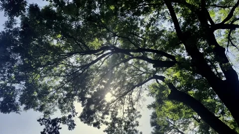 A big pagoda tree, sunlight through the leaves Stock Footage 313796801