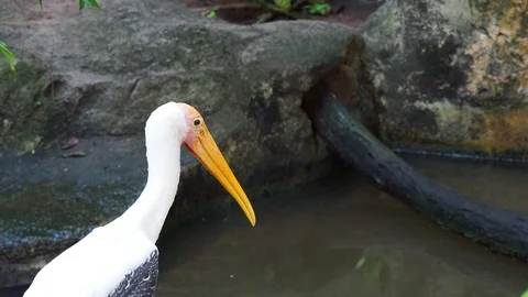 Big painted stork bird standing on the rock waiting to hunt by the fish pond Stock Footage 90652835