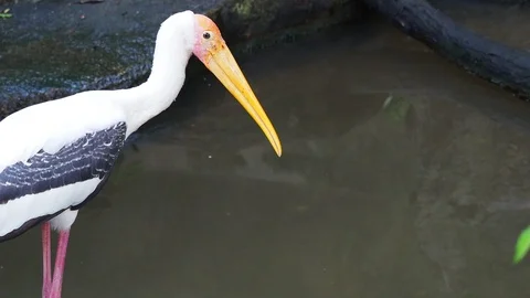 Big painted stork bird standing on the rock waiting to hunt by the fish pond Stock Footage 90653022
