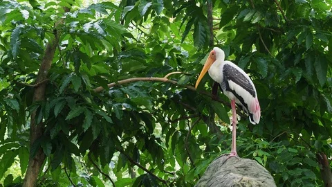 Big painted stork bird standing on the rock waiting to hunt Stock Footage 90700936