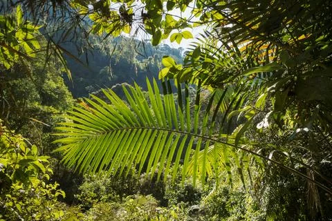 A big palm leaf is backlit by the sun in a tropical area Stock Photos