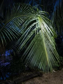 Big palm leaf at night Stock Photos