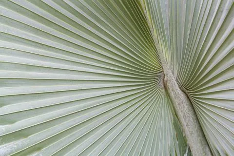 Big palm leaf Stock Photos