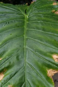 Big palm leaf seen from the front Stock Photos