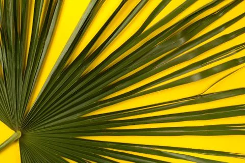 Big palm leaf on yellow background. Top view. Stock Photos