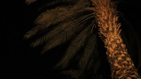 Big palm in night Video stock 86432346