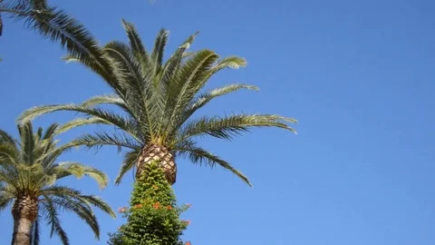 Big Palm Tree Against Clean Blue Sky Stock Footage 83378964