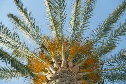 Big palm tree branches Stock Photos