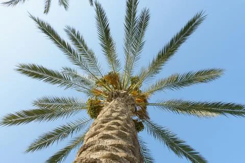 Big palm tree branches Stock Photos