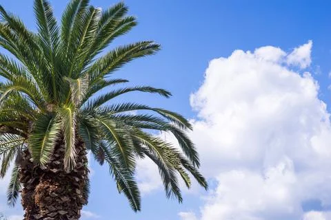 Big palm tree closeup Foto stock