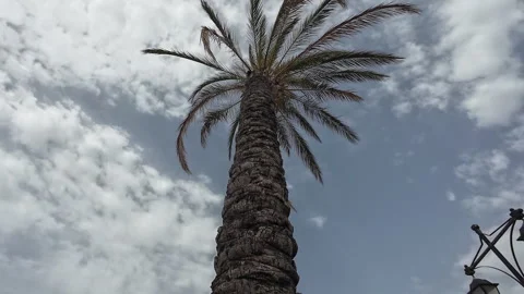 Big palm tree. Stock Footage 278958819