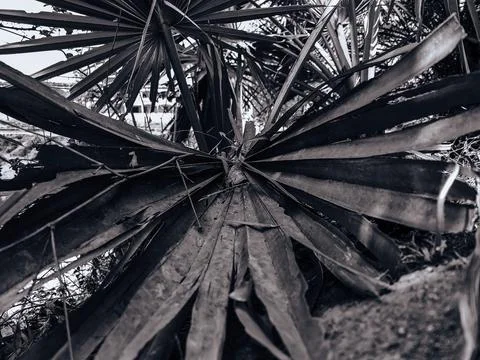 Big palm tree leaf black and white view Foto stock