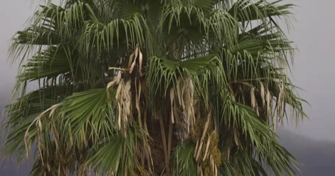 Big palm tree in Madeira, 4K slomo Stock Footage 246496663