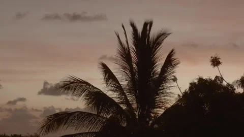 Big palm tree in orange sunset at summer redkomodo 4k Stock Footage 253489741