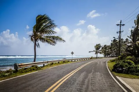 Big Palm Tree on the Side of the Road Stock Photos
