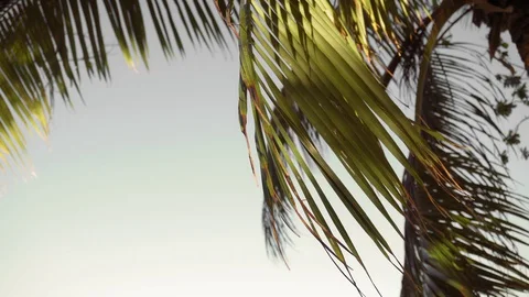 Big palm tree in the sunlight against the blue sky Stock Footage 128727122