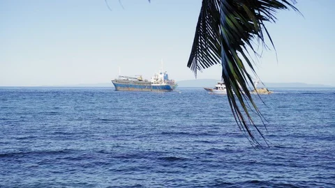 Big palm tree in the sunlight against the blue sky Vídeo Stock 128727165