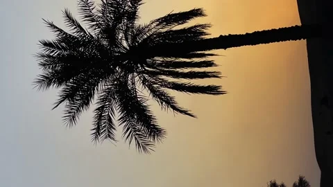Big palm tree at sunset, orange sunset in the desert Stock Footage 239181490