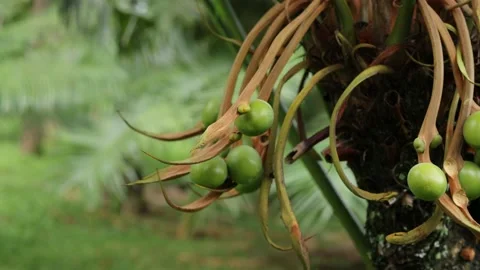 Big palm tree trunk in the nature Stock Footage 230929444