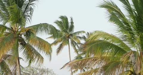 Big Palm trees against blue sky at daytime. Dominican Republic. Stock Footage 155993536