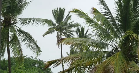 Big Palm trees during hurricane, storm . Dominican Republic. Stock Footage 217993307