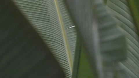 Big palm trees slowmotion moving on the wind. Green background Stock Footage 168916186