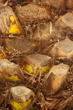 Big palm trunk Stock Photos