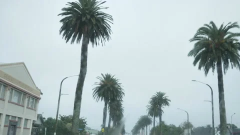 Big Palms On Road Side Wet Day 2 Stock Footage 170912595
