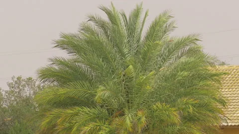 Big palmtree in strong wind 스톡 동영상 92347664