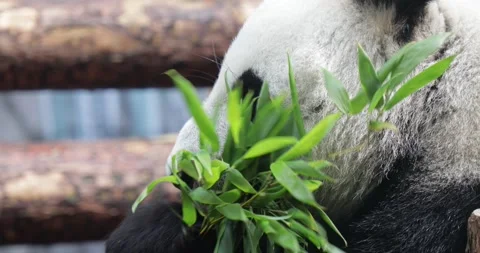 Big panda eats bamboo at zoo close up in sunny weather Stock Footage 152146087