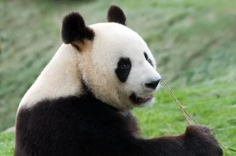 Big panda Stock Photos