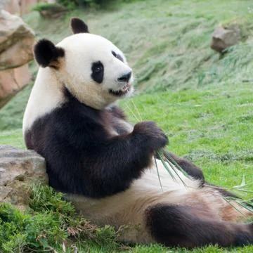 Big panda Stock Photos
