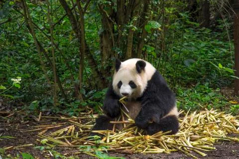 Big panda Stock Photos