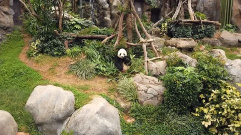 Big Panda sits and eats a cane in Ocean Park. Hong Kong. China. 4k footage Stock Footage 103380165