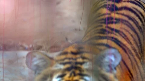 Big panther tiger 스톡 동영상 86925762