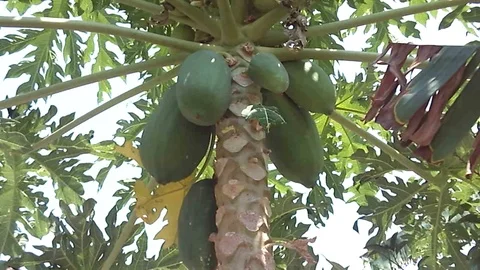Big papaya fruit hanging on the tree Video stock 120113890