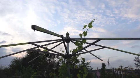 Big Parasol Bone in a Garden 2 Stock Footage 140368654