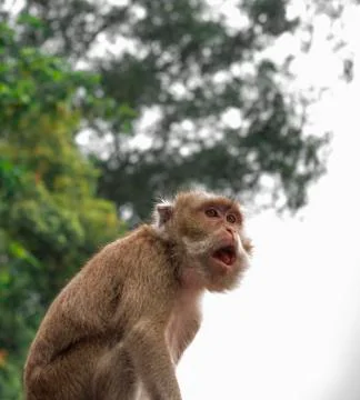 Big Parent Monkey Look Around Looks For People and Surrounding Cute Shock Funny  Stock Photos