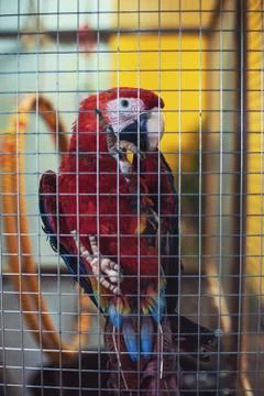 Big parrot in a cage Foto stock