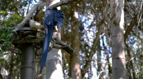 Big parrot Stock Footage 32482194