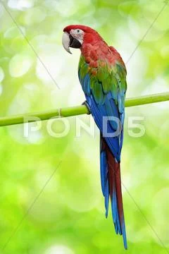 Big parrot Stock Photos